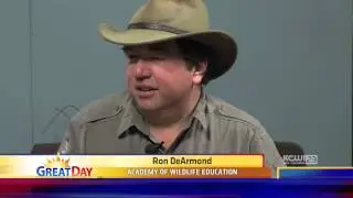 Skunk Education with the Academy of Wildlife Education and KCWI Great Day