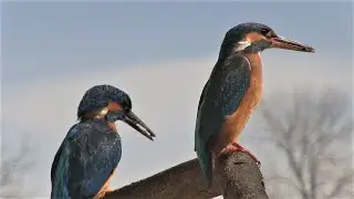 Neugieriger Hund trifft auf Eisv&ouml;gel / Curious dog meets kingfishers
