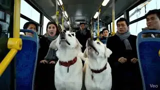 Animal warning to humans 😬 A True Hero