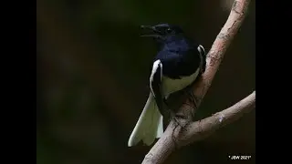 Always ready for a melody: Oriental magpie-robin in song mode.