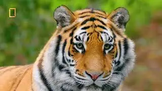 🐆 Big Cats &ndash; The Silent Kings of the Wild