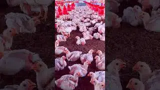 The United States: The World&rsquo;s Largest Chicken Producer | SGK English