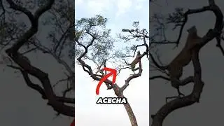 Nadie Esperaba Este Final: Leopardo y Mono en Acci&oacute;n #animales  #wildlife