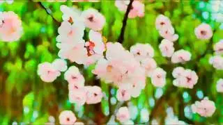 #springvibes #springtime🌸 #landofhappiness❤️ #parobhutan🇧🇹