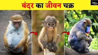 Monkey's life cycle | बंदर पैदा कैसे होते है ? |~ With:- | IndRan_Classes |