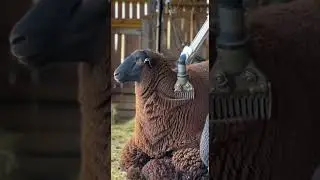 The Future of Farming: Robots Shearing Sheep with AI Precision!#automation #farming #ai