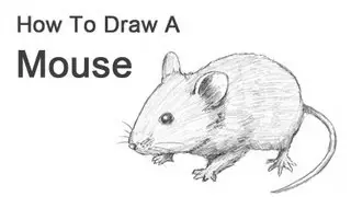 How to Draw a Mouse
