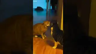 Funniest Cat 🙀 funny cats talking 🙀 # Part 6047