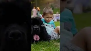 Top 5 Gentle Giant Dog Breeds 🐶