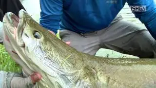 Pirarucu no Fly na FishTV