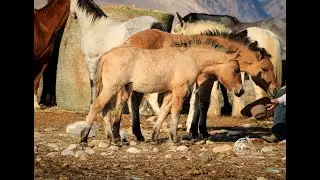 2024 Fjord/Barbant Belgian Cross Colt ~ #156 in the Billings Livestock Horse Sale