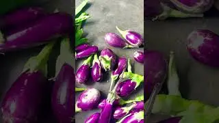 #harvested vegetables