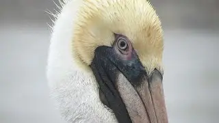 An Up-Close Look at the Brown Pelican | HD Quality Shows Every Individual Feather, Pore, and Scratch