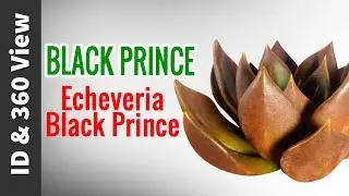 Black Prince Echeveria || Succulent ID & 360 View