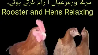 Hens Colony