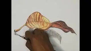 Leaf