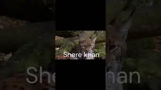 Top 10 Tigers