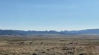 Pronghorn Hauling A** in the Wyoming Backcountry on the way to Yellowstone National Park 