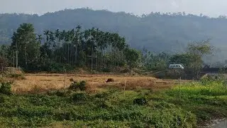 কঁহৰাত বনভোজ