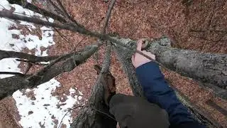 Transferring between Red Maple Trees