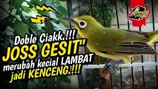 Doble Ciak Kecial Kuning JOSS GESIT‼️Ampuh Merubah Kecial LAMBAT Jadi KENCENG‼️| PEPADU KECIAL