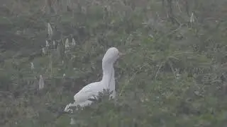 Egrate hunting baby of other bird at Magadi bird scantury