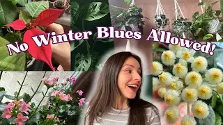 Winter Houseplant Collection Walkthrough (January 2026)