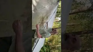 Home made poly tunnel in our woods 😊