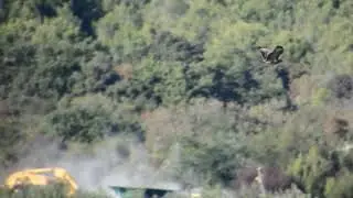Common buzzard / &Scaron;kanjac