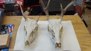 First deer European mount/ skull mount