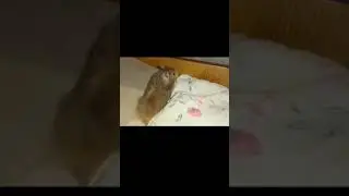 Пепелок, с очень необычным характером и нежный мальчик 🤍🐹https://www.youtube.com/@xomka_27