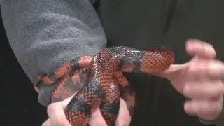 Beardsley Zoo  talks snakes