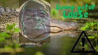 Hide ur kids, & ex-wife. A swamp gator is 🏃&zwj;♂️ rapid spitting, choking, & 👊 #Latruth #Johnell