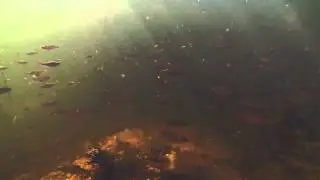 A Day In The Life Of A Roach | www.CarpJunky.com