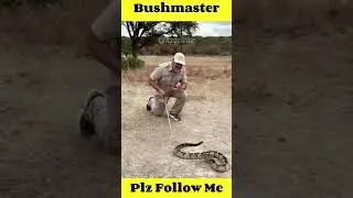 Black-headed Bushmaster😍🙏WAIT FOR END💯🔥 || #snake #snakevideo   #shorts #viral #trending #ytshort