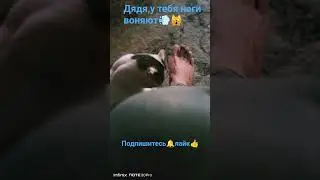 #animals #cat #барсик #catcat #catlovers #юмор #видосыоткота #catch #catshorts #кот #прикольныекоты