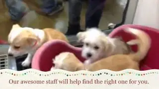 Top Dog Store Puppies