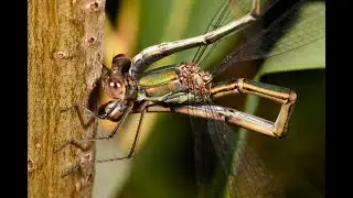 Willow Emerald Damselflies Chalcolestes viridis pairing and ovipositing in Sallow Salix sp.