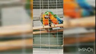 Love Birds Parrot Macaw - Kissing Scene