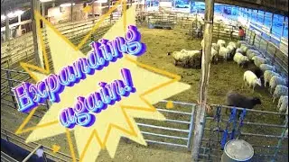 Lambing diaries: Making more room for lambs