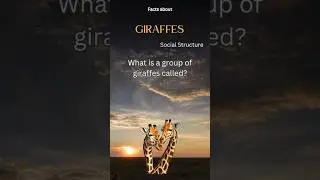 Giraffe Fact 26 - What is a group of giraffes called?