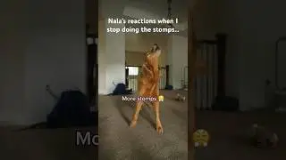 The stomps stop when Nala says they stop 🫡