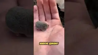 Самые маленькие млекопитающие 🥹😇