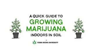 8.  Curing - An Illustrated Guide to Growing Marijuana Indoors in Soil