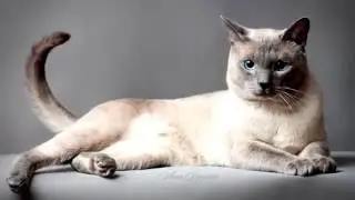 Thai cat.The elegant appearance of a cat and a beautiful view of betraying her elegance