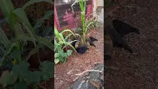 Chickens eating at the corn stock. #backyardchickens #chickens #eating #chickenfeeding #corn #garden