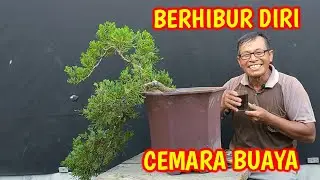 Bonsai Cemara Buaya Gaya Air Terjun