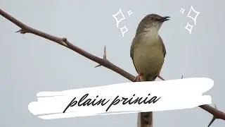 Plain Prinia cute singing sound (nikon 4k)