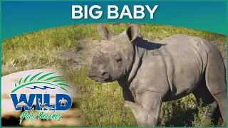 LION COUNTRY SAFARI - BABY RHINO - WILD PALM BEACHES