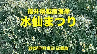 福井県「水仙まつり」　丹生郡越前町厨　道の駅「越前」　越前海岸「水仙畑」　2026年1月18日撮影